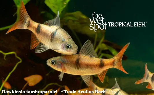 Tambraparni barb (Dawkinsia tambraparniei)