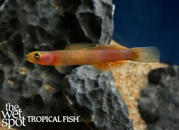 Teardrop goby (Sicyopus multisquamatus)
