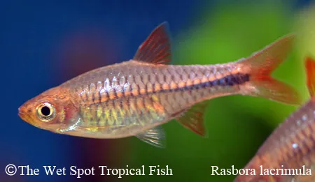 Teardrop rasbora (Rasbora lacrimula)
