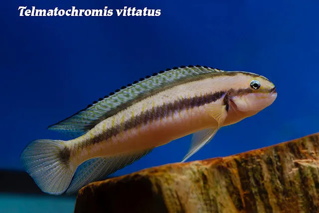 Striped telmatochromis (Telmatochromis vittatus)