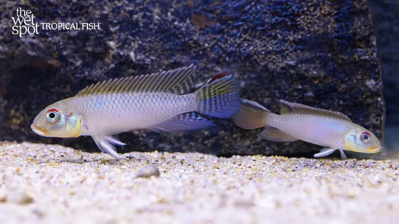 Teugels' nanochromis (Nanochromis teugelsi)