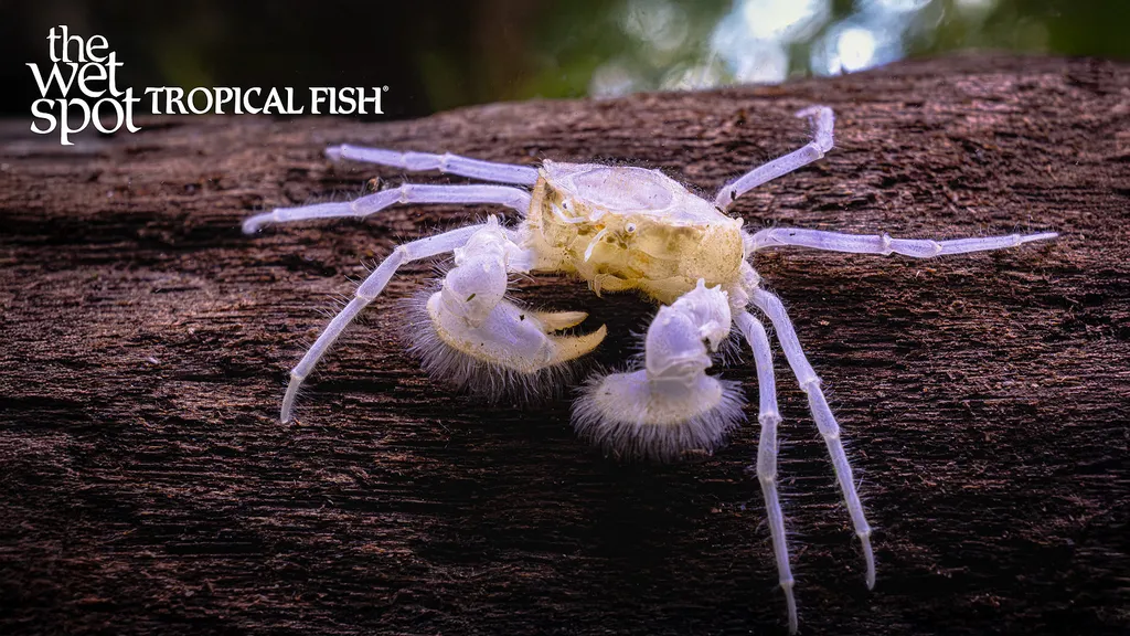 Thai micro crab (Limnopilos naiyanetri)