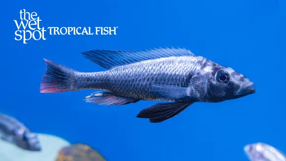 Thereuterion hap (Haplochromis thereuterion)