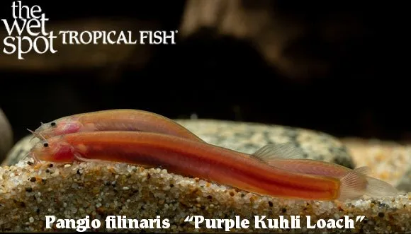 Thread kuhli loach (Pangio filinaris)