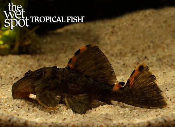 Three beacon pleco (Leporacanthicus triactis)