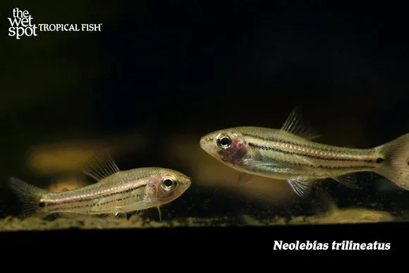 Threeline neolebias (Neolebias trilineatus)