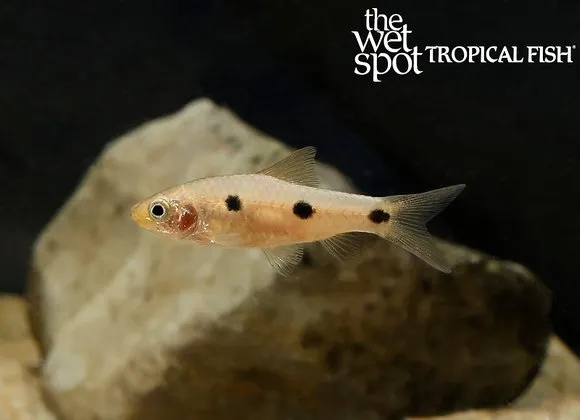 Threespot barb (Enteromius trispilos)