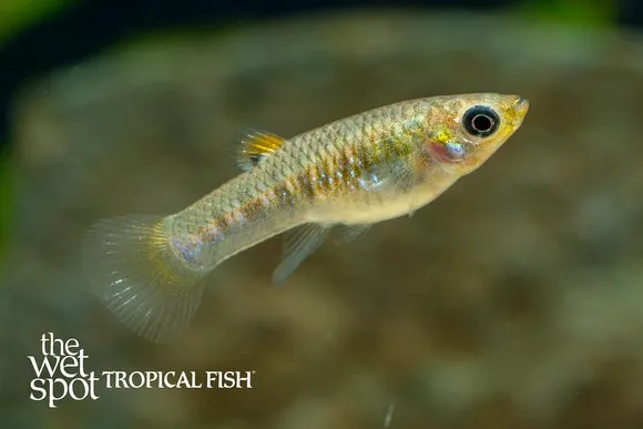 Tiburon limia (Limia tridens)