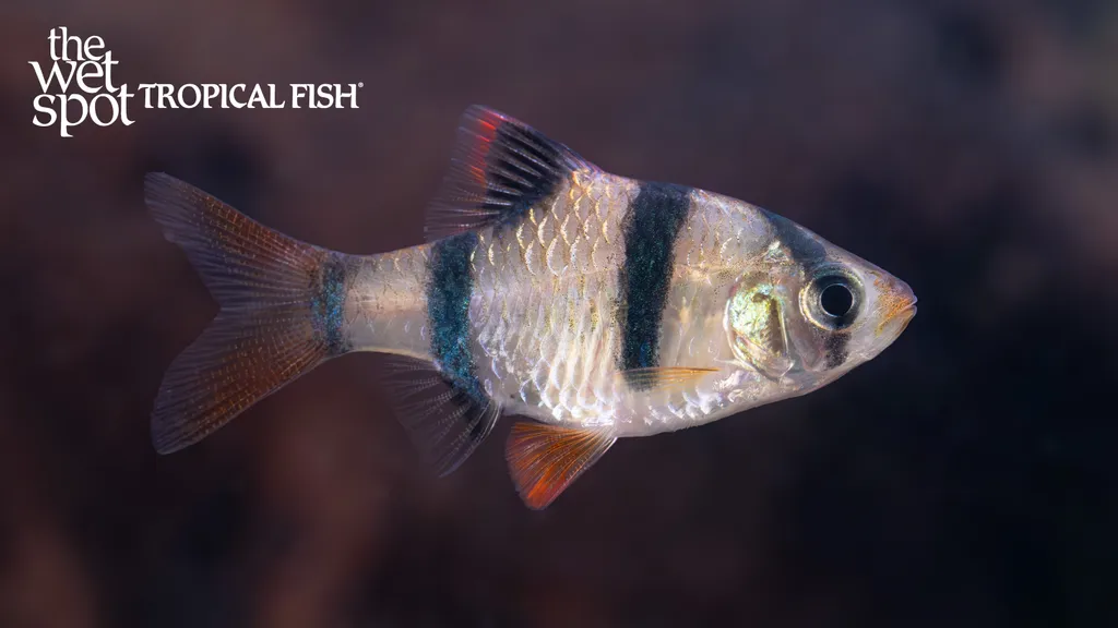 Tiger barb (Puntigrus tetrazona)