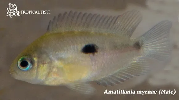 Topaz convict cichlid (Amatitlania myrnae)