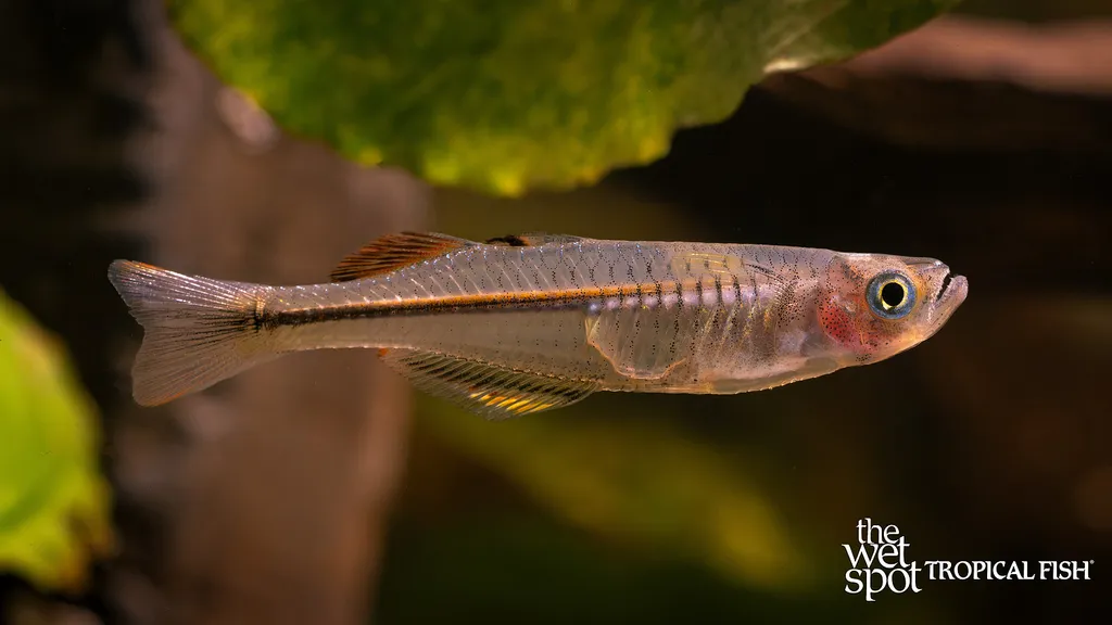 Transparent blue-eye (Pseudomugil pellucidus)