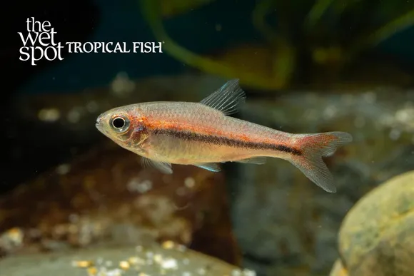 Trewavas's neolebias (Neolebias trewavasae)