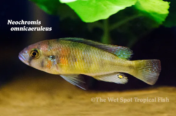 Tricolor fulu (Neochromis omnicaeruleus)