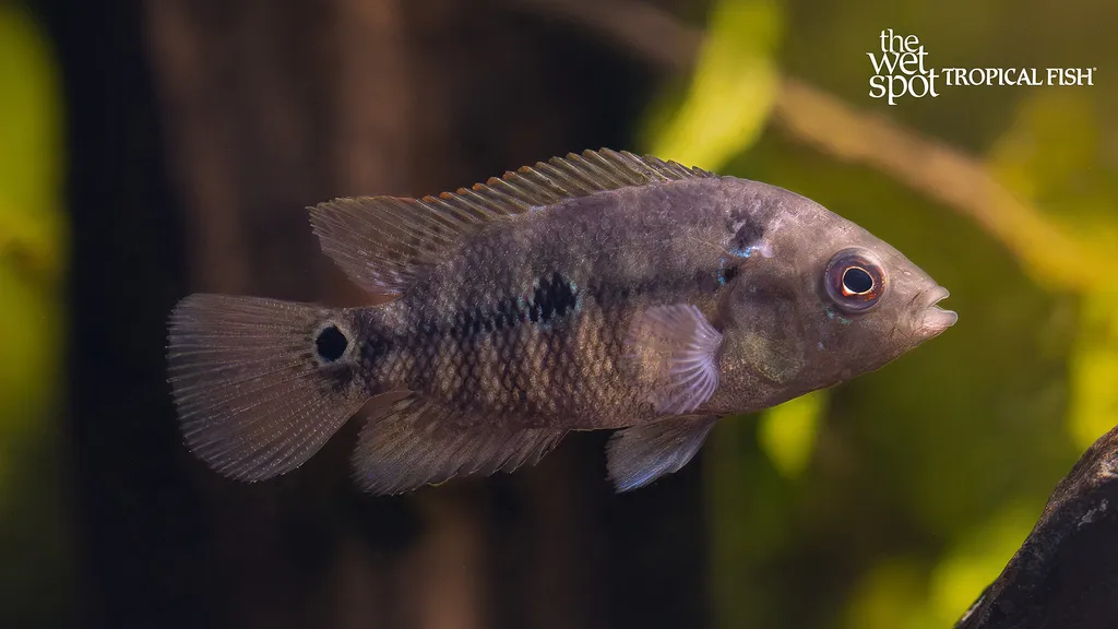 Trimac cichlid (Amphilophus trimaculatus)