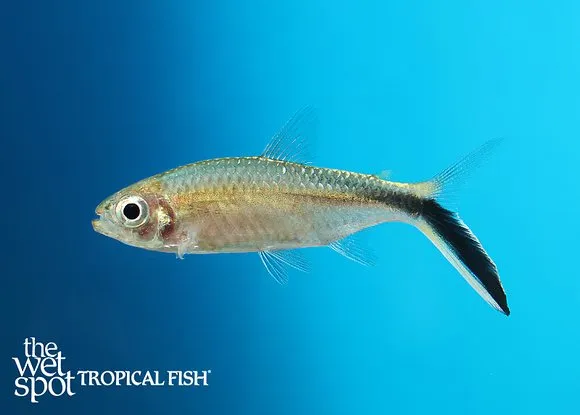 True penguin tetra (Thayeria obliqua)