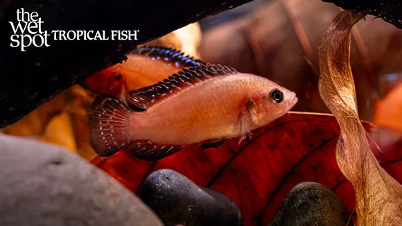 Turkana jewel cichlid (Rubricatochromis exsul)