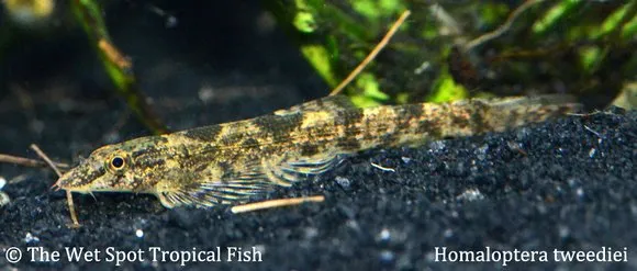 Tweedie's hillstream loach (Homalopteroides tweediei)