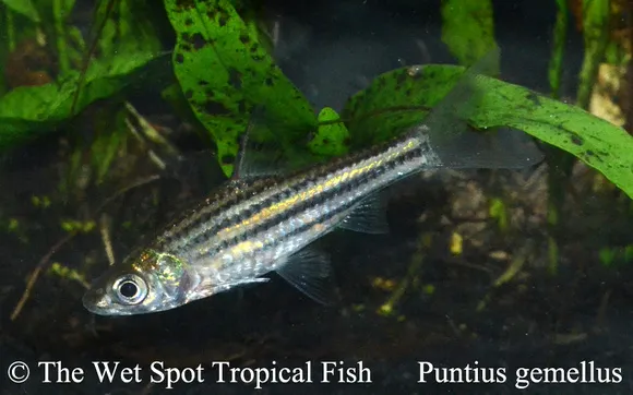 Twin-striped barb (Desmopuntius gemellus)