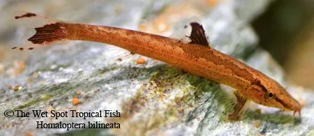 Twin-stripe lizard loach (Homaloptera bilineata)