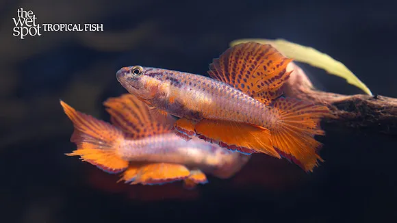 Two-banded killifish (Chromaphyosemion bitaeniatum)