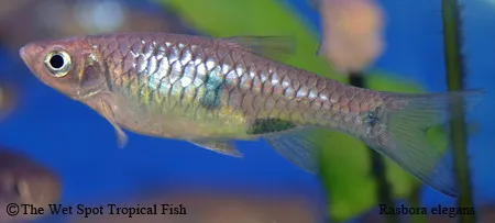 Twospot rasbora (Rasbora elegans)