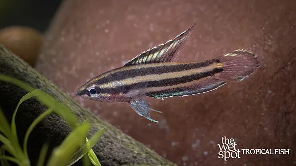 Uberis betta (Betta uberis)