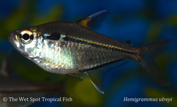 Ulrey's tetra (Hemigrammus ulreyi)
