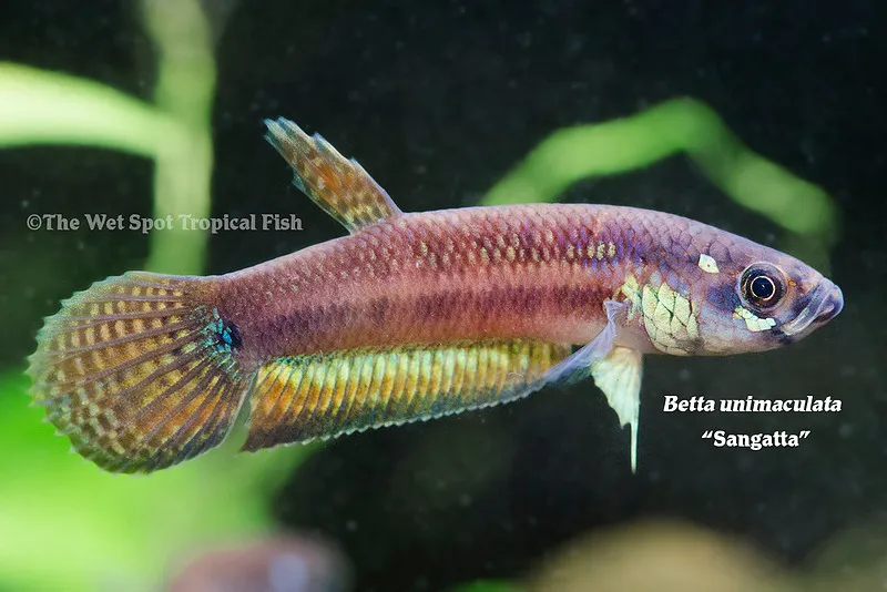 One-spot betta (Betta unimaculata)