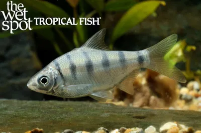 Ogilbie's osteobrama (Rohtee ogilbii)