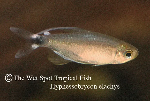 Veiltail tetra (Hyphessobrycon elachys)