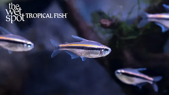 Vilma's tetra (Hyphessobrycon vilmae)
