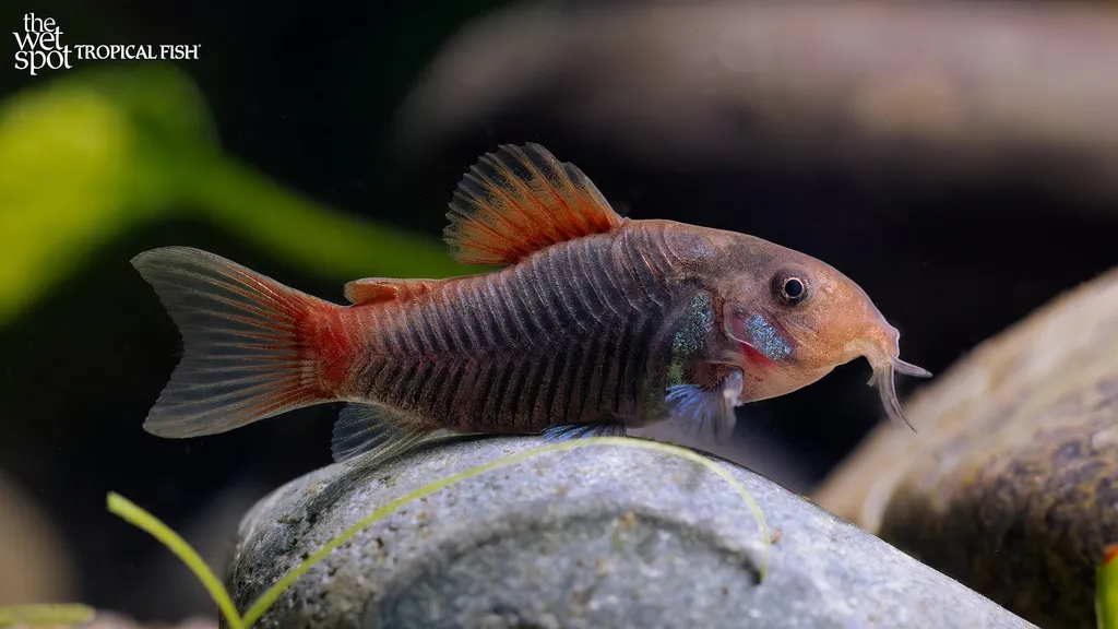 Volcano cory (Osteogaster hephaestus)