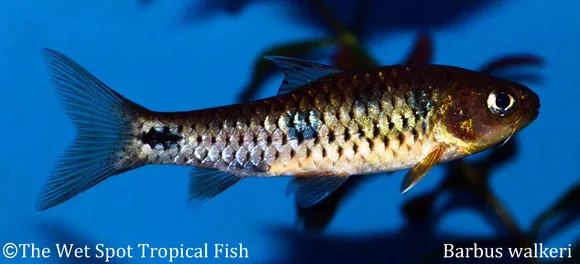 Walker's barb (Enteromius walkeri)