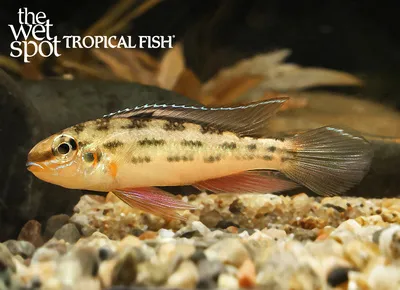 Warzel's dwarf cichlid (Dicrossus warzeli)