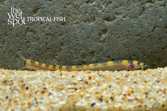 Wedge-striped kuhli loach (Pangio cuneovirgata)