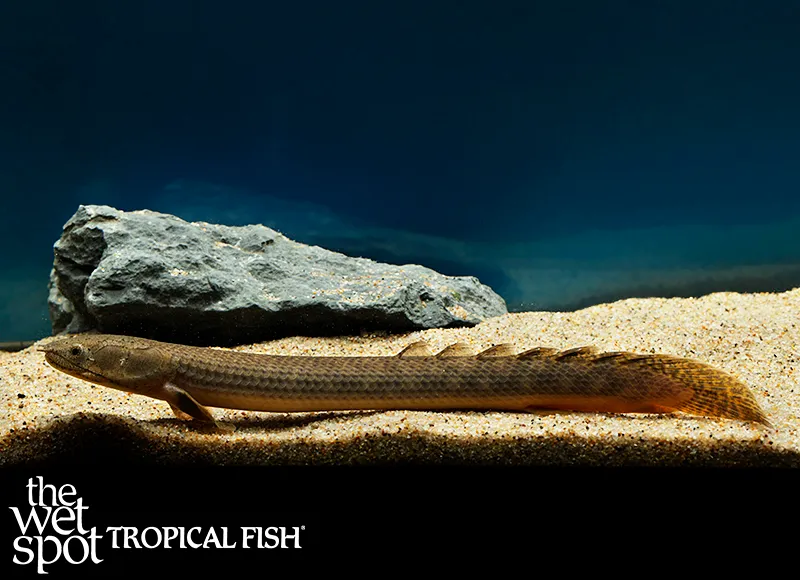 West African Bichir (Polypterus retropinnis)