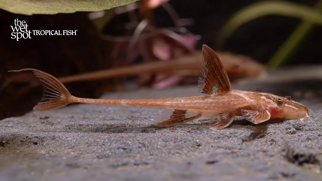 Whiptail catfish (Rineloricaria sp.)