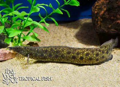White-spotted spiny eel (Mastacembelus alboguttatus)