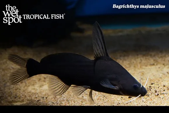 White whisker lancer catfish (Bagrichthys majusculus)