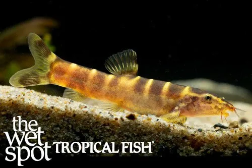 Yangtze golden loach (Sinibotia superciliaris)