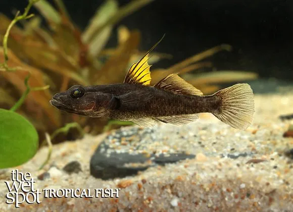 Yellow hi-fin Towuti goby (Glossogobius flavipinnis)