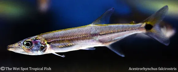 Yellow-tail barracuda (Acestrorhynchus falcirostris)
