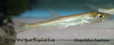Yellowcheek (Elopichthys bambusa)