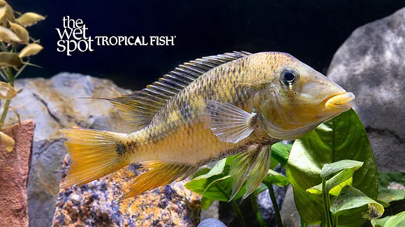Yellowhump eartheater (Geophagus pellegrini)
