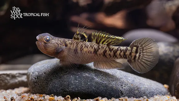 Yellowstripe mugilogobius (Mugilogobius chulae)