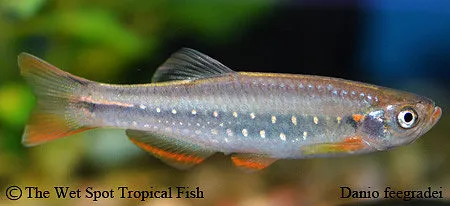 Yoma danio (Danio feegradei)