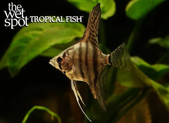 Silver zebra angelfish (Pterophyllum scalare)