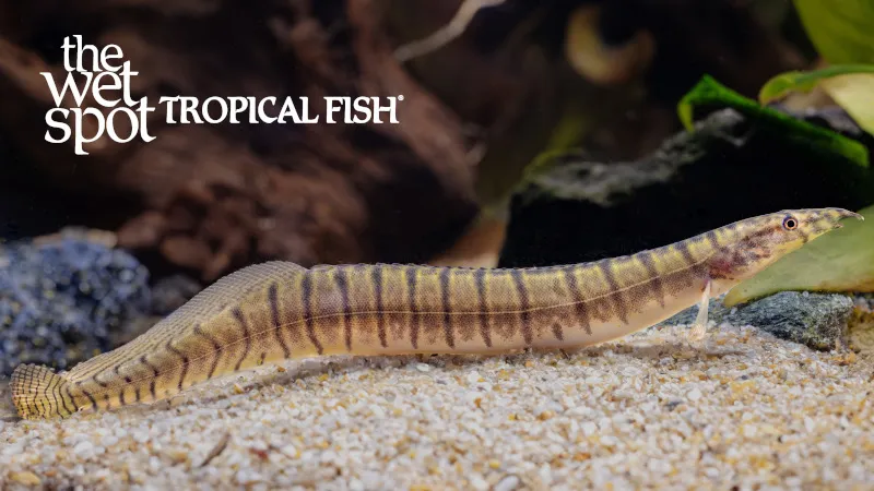 Zebra spiny eel (Macrognathus zebrinus)
