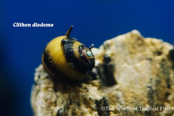 Zebra thorn snail (Clithon diadema)