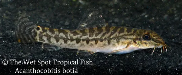 Zipper loach (Paracanthocobitis botia)